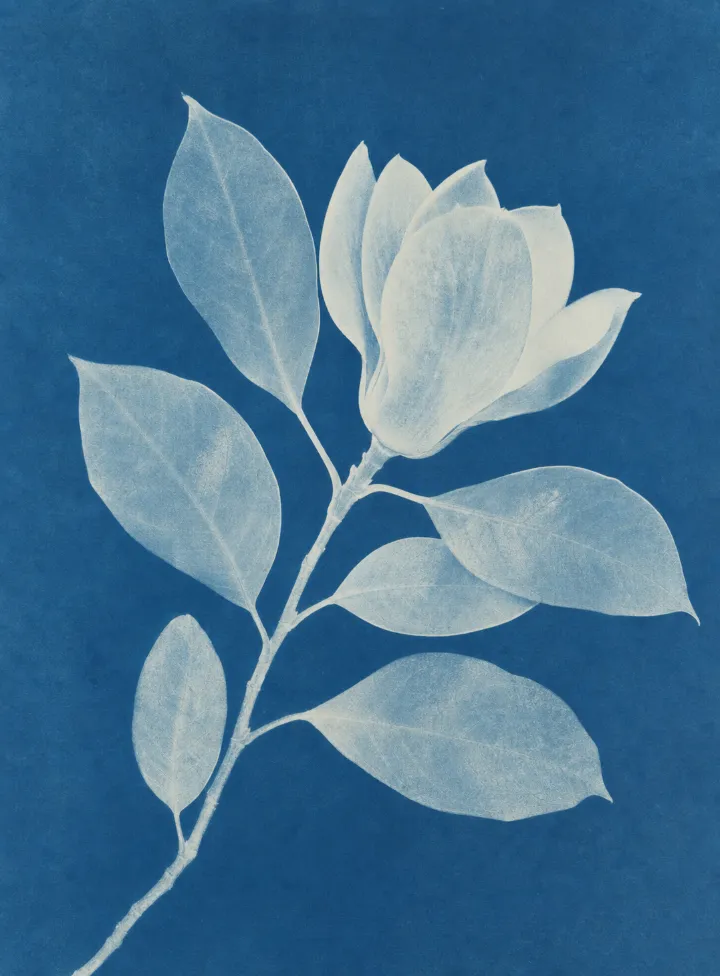 The sample photo: a blue and white botanical print of a magnolia branch.